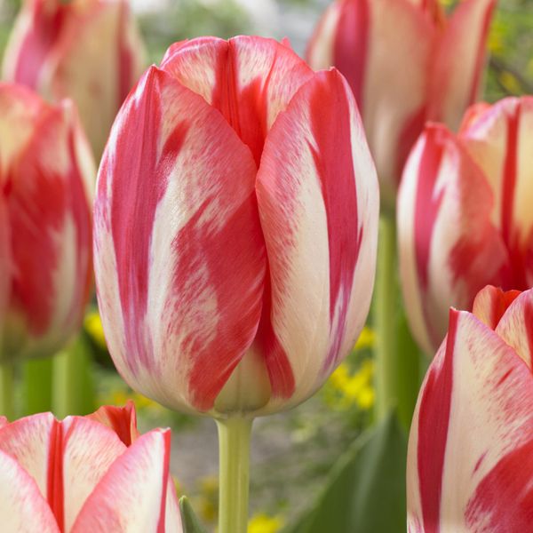 Spryng Break Tulip - Bulbs - Nature Hills Nursery - 