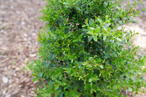 Detail view of Squeeze Box® Inkberry Holly (Ilex glabra 'SMNIGFC') showing plant structure and foliage.