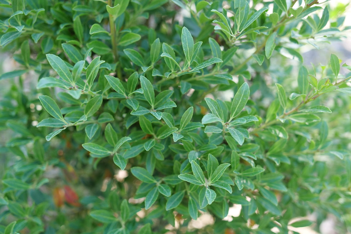 Squeeze Box® Inkberry Holly (Ilex glabra 'SMNIGFC') foliage and growth habit in the landscape.
