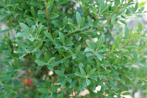 Squeeze Box® Inkberry Holly (Ilex glabra 'SMNIGFC') foliage and growth habit in the landscape.