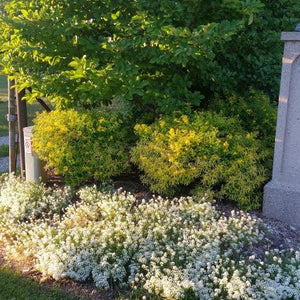 Sunny Boulevard? St. John's Wort