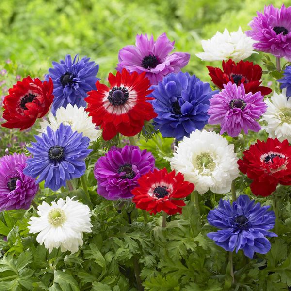 St. Brigid Anemone Mix