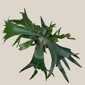 Staghorn Bifurcatum Fern in a 6 inch pot, view 2