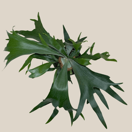 Staghorn Bifurcatum Fern in a 6 inch pot, view 2