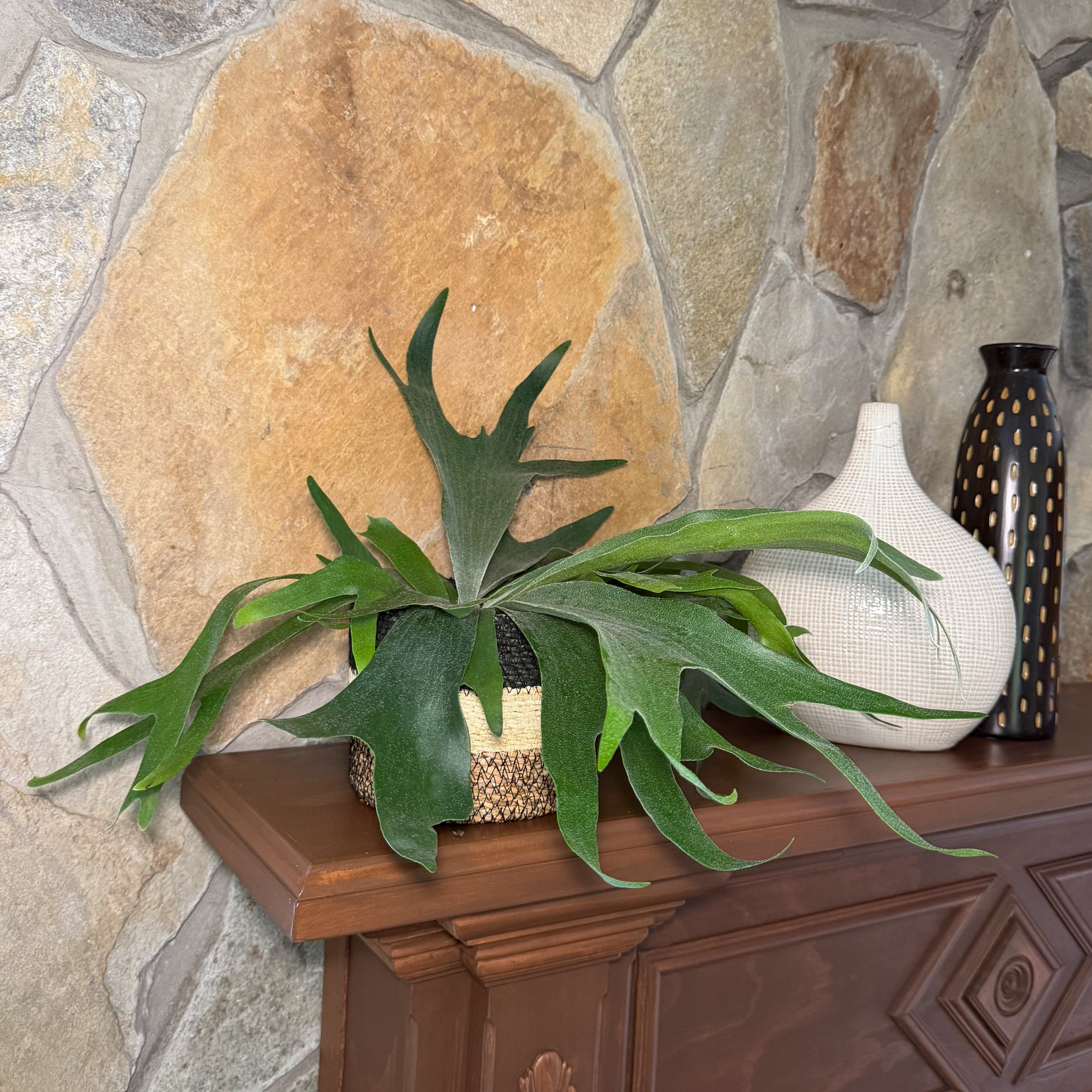 Staghorn Bifurcatum Fern in a 6 inch pot