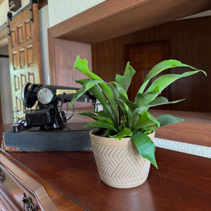 Staghorn Netherlands Fern in a 6 inch pot, view 2