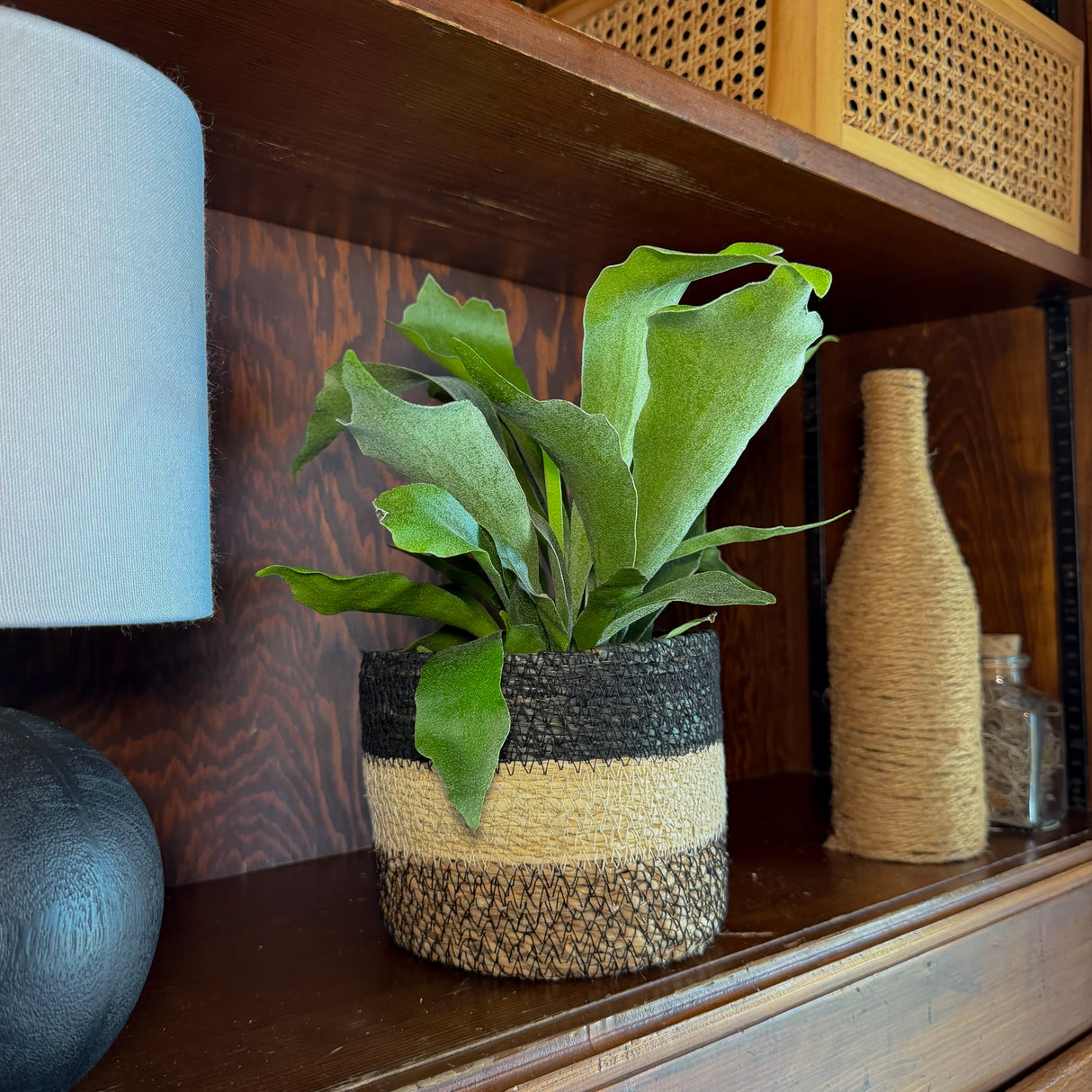 Staghorn Netherlands Fern in a 6 inch pot