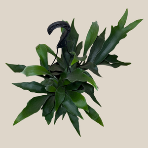 Staghorn Netherlands Fern in an 8 inch hanging basket, view 2