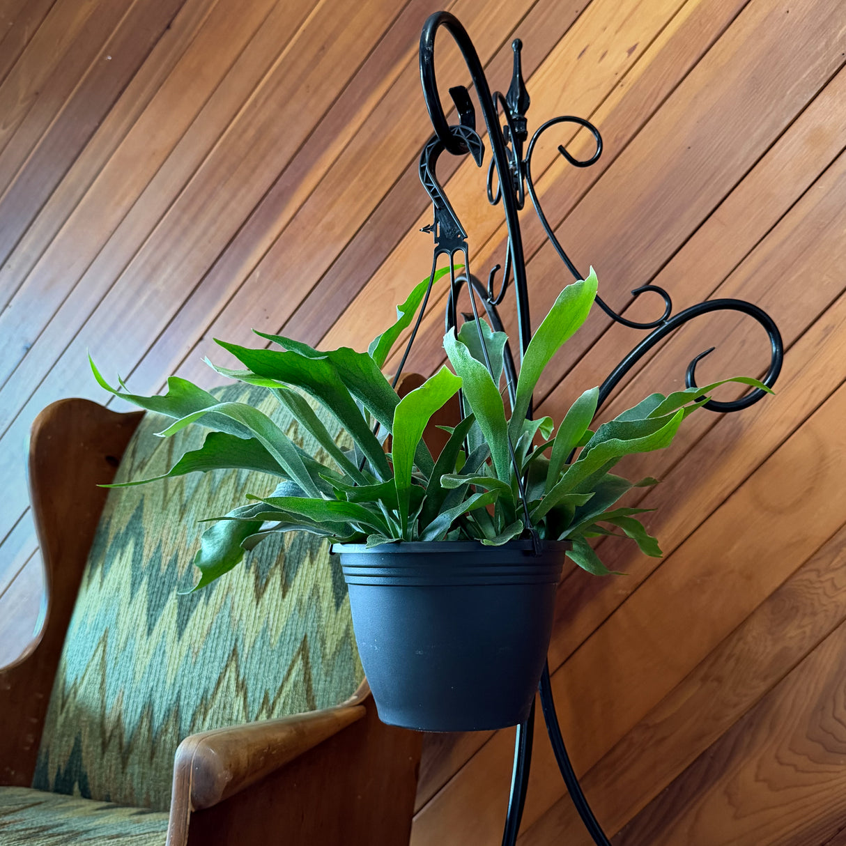 Staghorn Netherlands Fern in an 8 inch hanging basket