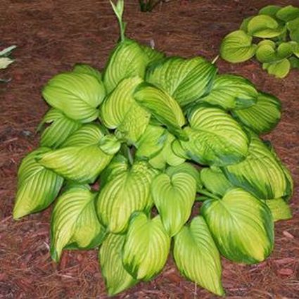 Stained Glass Hosta