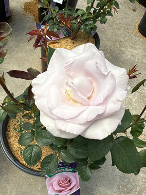 Stainless Steel Hybrid Tea Rose blooming in a nursery container with large pale pink fully double flowers and dark green foliage.