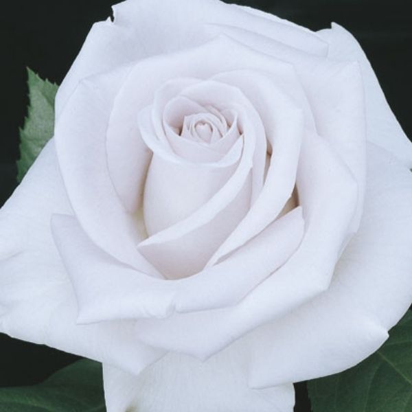 Stainless Steel&trade; Hybrid Tea Rose