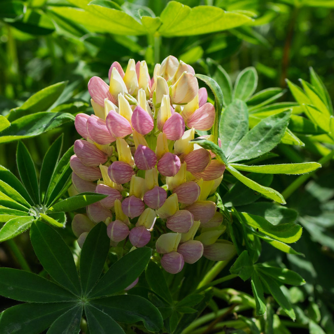 Staircase Orange Lupine (Lupinus 'Staircase Orange') forming a dense early bloom spike of peach-pink and creamy yellow blooms rising from palmate green foliage in bright nursery light.