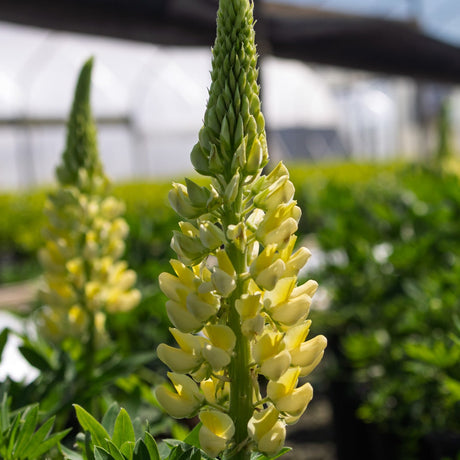 Staircase Yellow Lupine (Lupinus 'Staircase Yellow') displaying a tall spire of soft butter-yellow, pea-like blossoms rising above dense green foliage in a nursery setting.