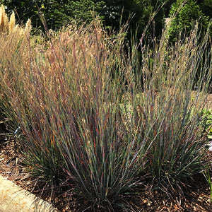 Close-up of green schizachyrium flowers on Standing Ovation Little Bluestem blooming in late summer to early fall.