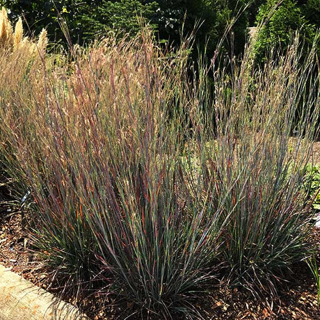 Close-up of green schizachyrium flowers on Standing Ovation Little Bluestem blooming in late summer to early fall.