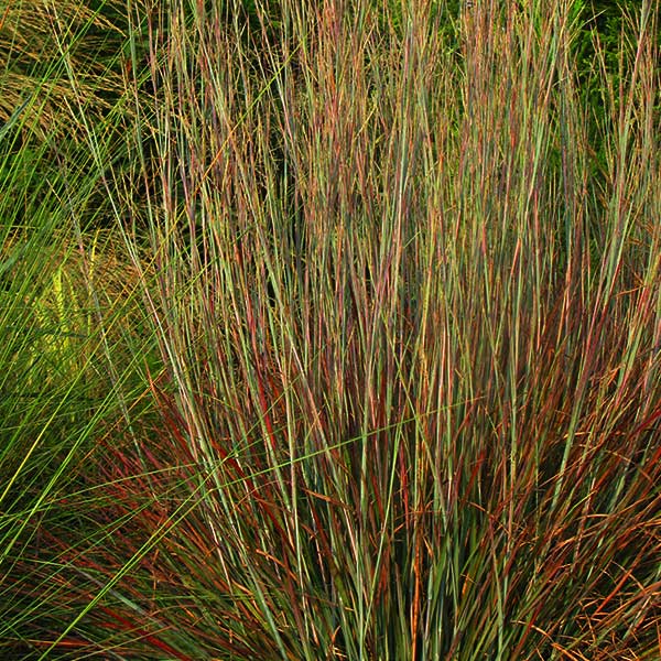 Perennial foliage of Standing Ovation Little Bluestem (Schizachyrium scoparium 'Standing Ovation') in a garden setting.
