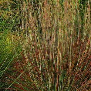 Perennial foliage of Standing Ovation Little Bluestem (Schizachyrium scoparium 'Standing Ovation') in a garden setting.