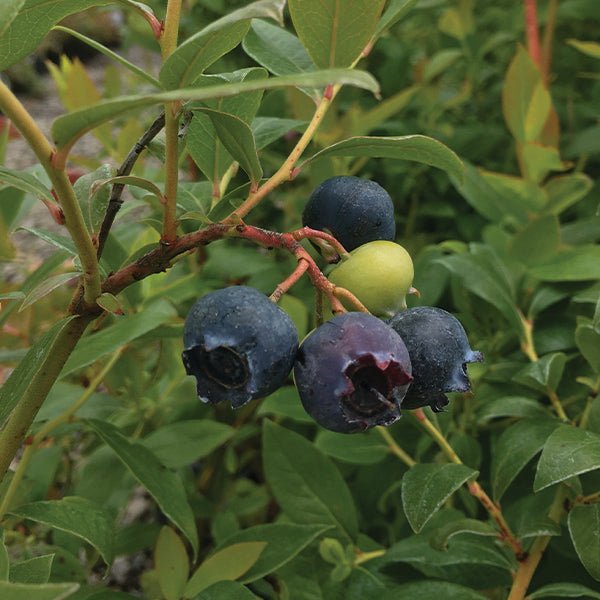 Star Blueberry Bush - Nature Hills Nursery - #2 Container - 