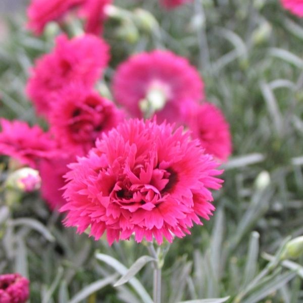 STAR DOUBLE&trade; Starlette Dianthus - Nature Hills Nursery - Quart Container 4 Pack - 