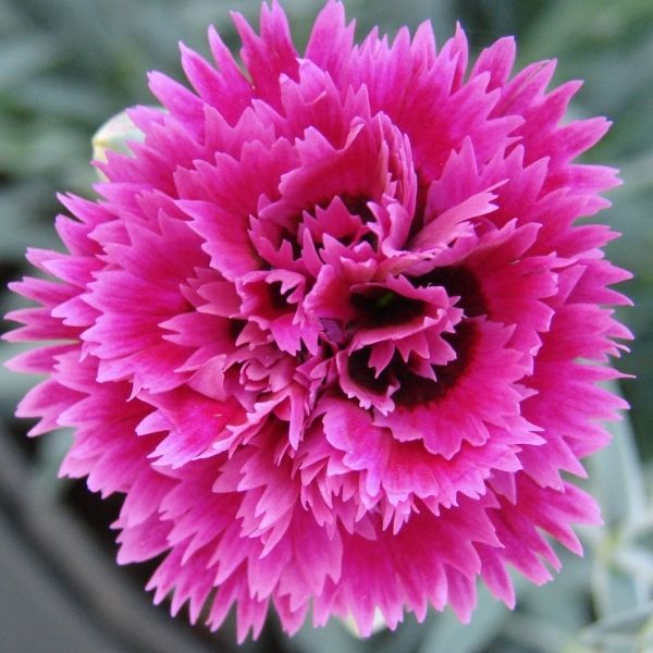 STAR DOUBLE&trade; Starlette Dianthus - Nature Hills Nursery - Quart Container 4 Pack - 