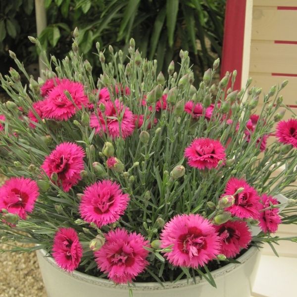 STAR DOUBLE&trade; Starlette Dianthus - Nature Hills Nursery - Quart Container 4 Pack - 
