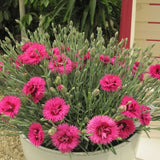 STAR DOUBLE&trade; Starlette Dianthus - Nature Hills Nursery - Quart Container 4 Pack - 