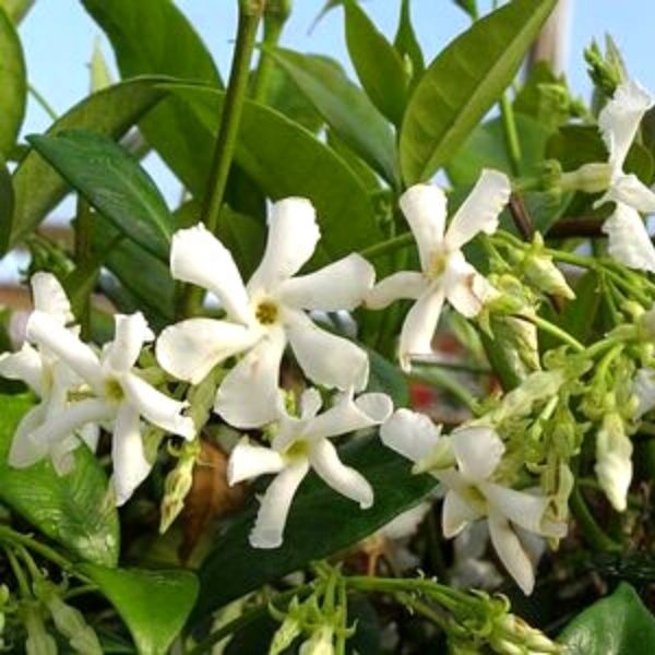 Close-up of white trachelospermum flowers on Star Jasmine blooming in late spring to early summer.