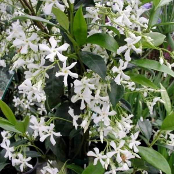 Star Jasmine (Trachelospermum jasminoides), a perennial featuring white flowers and climbing, spreading form.