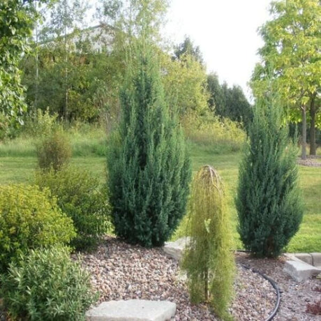 Star Power Juniper Multiple