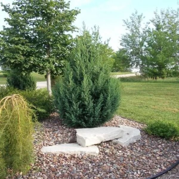 Star Power&trade; Juniper - Nature Hills Nursery - #3 Container - 