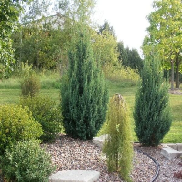Star Power&trade; Juniper - Nature Hills Nursery - #3 Container - 