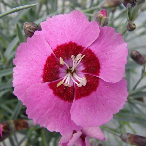 STAR SINGLE&trade; Peppermint Star Pinks - Nature Hills Nursery - #1 Container - 