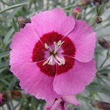 STAR SINGLE&trade; Peppermint Star Pinks - Nature Hills Nursery - #1 Container - 