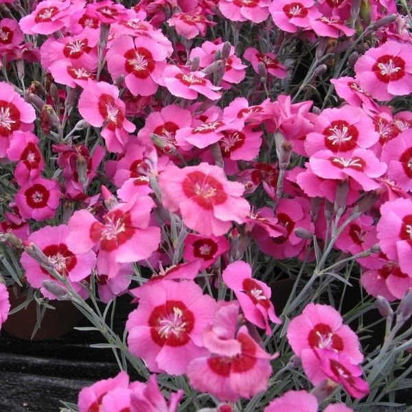 STAR SINGLE&trade; Peppermint Star Pinks - Nature Hills Nursery - #1 Container - 