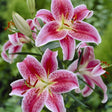 Stargazer Oriental Lily - Bulbs - Nature Hills Nursery - 3 Pack Bulbs - 