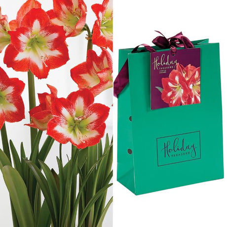 Stargazer Amaryllis Gift Bag