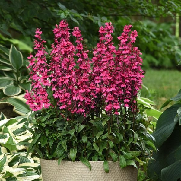 Starship Deep Rose Lobelia | Buy at NatureHills.com