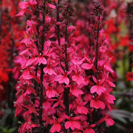 Starship Deep Rose Lobelia (Lobelia speciosa 'Starship Deep Rose'), a perennial featuring red flowers and perennial.