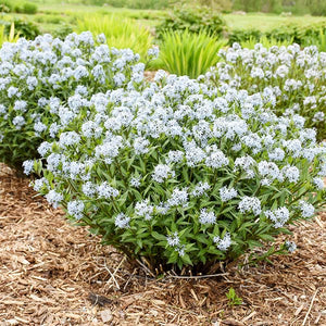 Close-up of blue amsonia flowers on Starstruck Blue Star blooming in late spring to early summer to late summer.