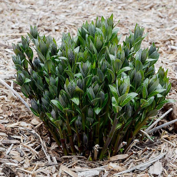 Perennial foliage of Starstruck Blue Star (Amsonia 'Starstruck') in a garden setting.
