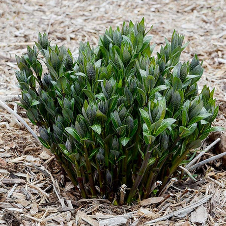 Perennial foliage of Starstruck Blue Star (Amsonia 'Starstruck') in a garden setting.