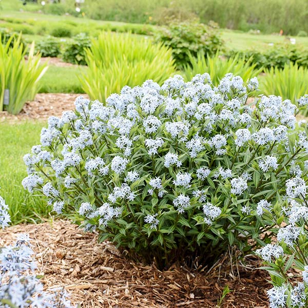 Starstruck Blue Star (Amsonia 'Starstruck'), a perennial featuring blue flowers and perennial.