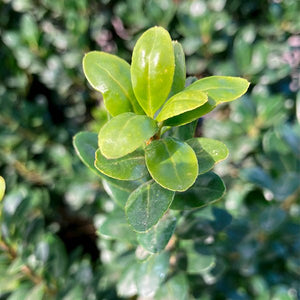 Steeds Japanese Holly - Nature Hills Nursery - #1 Container - 