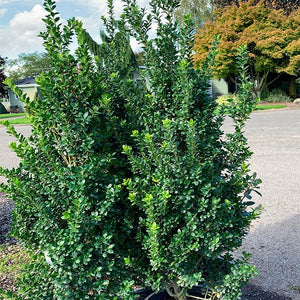 Steeds Japanese Holly - Nature Hills Nursery - #1 Container - 