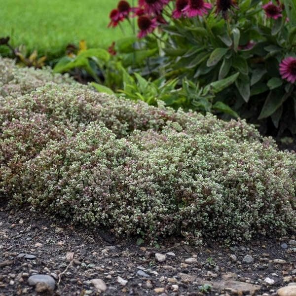 Steel the Show Sedum - Nature Hills Nursery - #1 Container - 