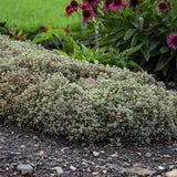 Steel the Show Sedum - Nature Hills Nursery - #1 Container - 