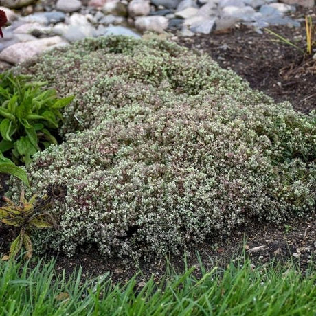 Steel the Show Sedum - Nature Hills Nursery - #1 Container - 