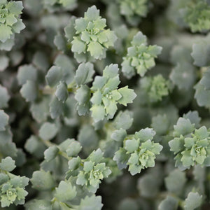 Close-up of Steel the Show Sedum showing silvery-green succulent foliage with compact rosette-shaped leaf clusters.