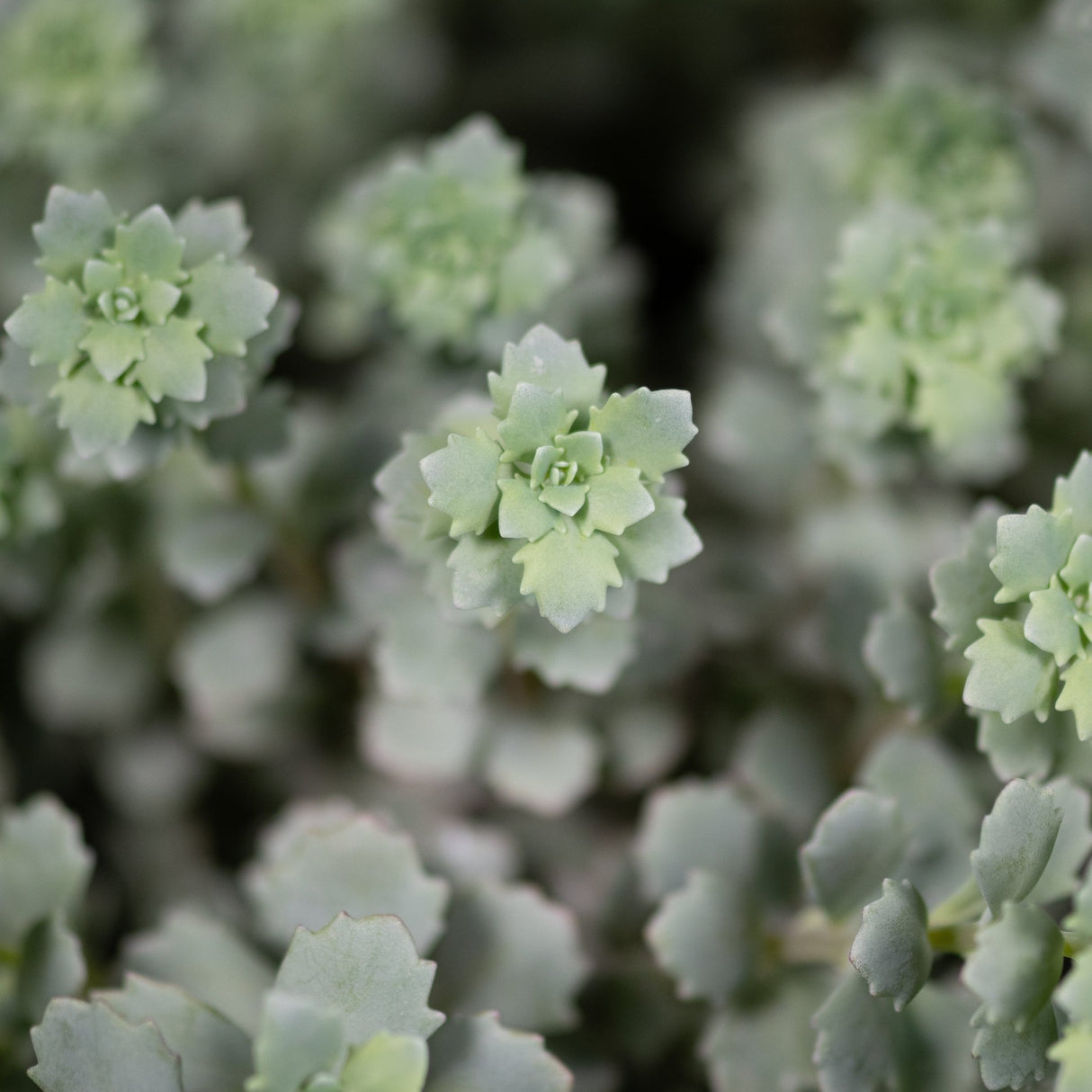 Close-up of Steel the Show Sedum showing pale silvery-green rosette foliage with scalloped leaf edges.
